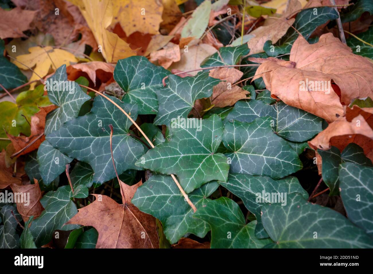 Autumn leaves on evergreen Common Ivy (lat.: Hedera helix) vines. Stock Photo
