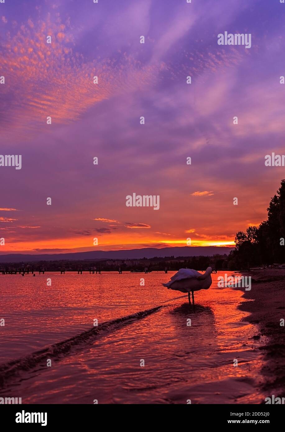 Sunset with the fantastic color over the lake Leman with beautiful swan. Lausanne Switzerland Stock Photo