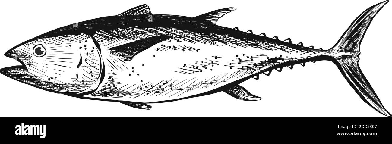 Vector hand drawn salmon fish. Isolated on white background. Stock Vector