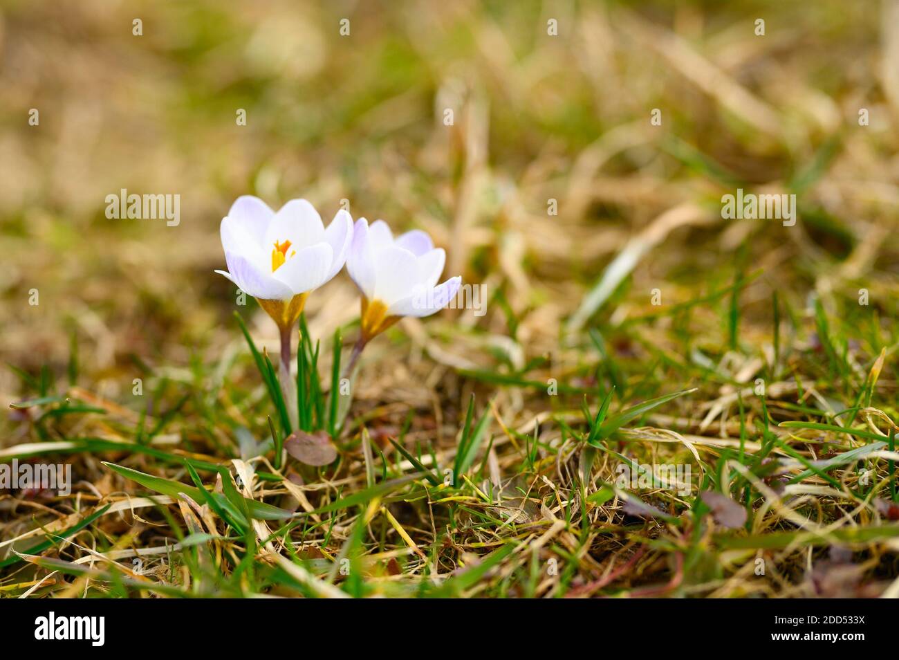 flowers crocuses in full blossom, white lilac color, grow on the withered grass. the first spring flowers in nature outdoor Stock Photo