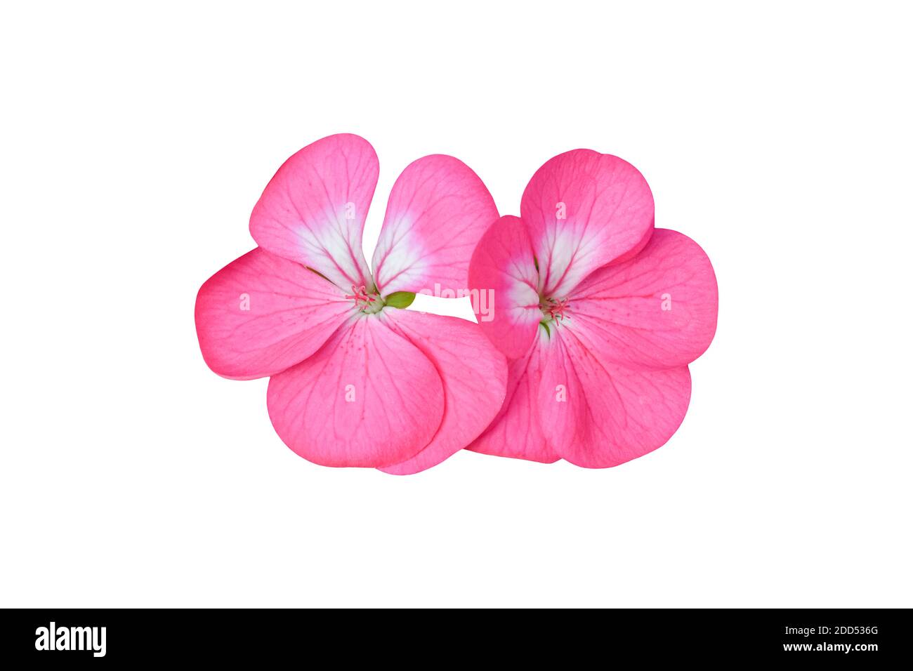 Pink flower of Geranium, (Pelargonium) Isolated on white background. Object with clipping path Stock Photo