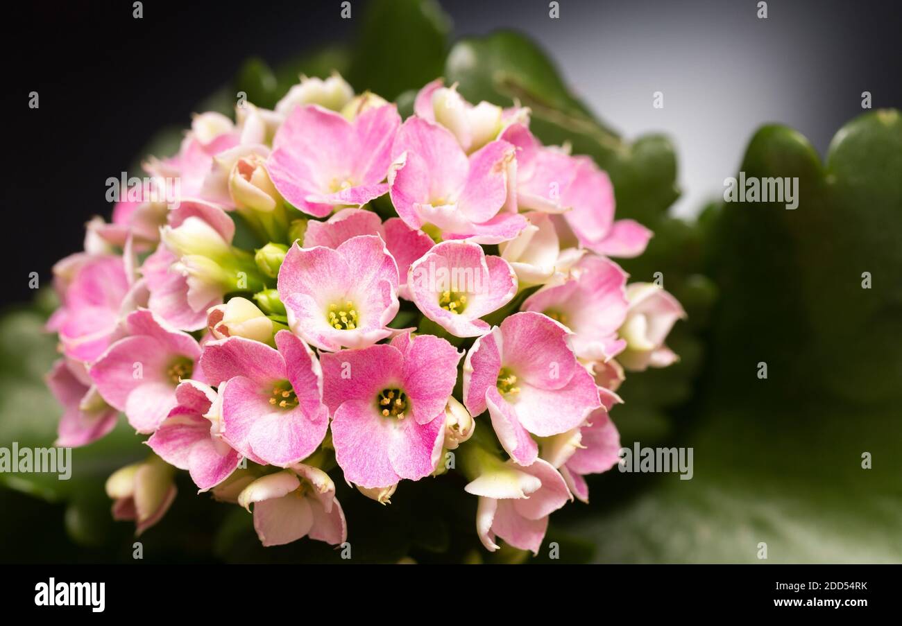 Beautiful bouquet with the small pink flowers Stock Photo