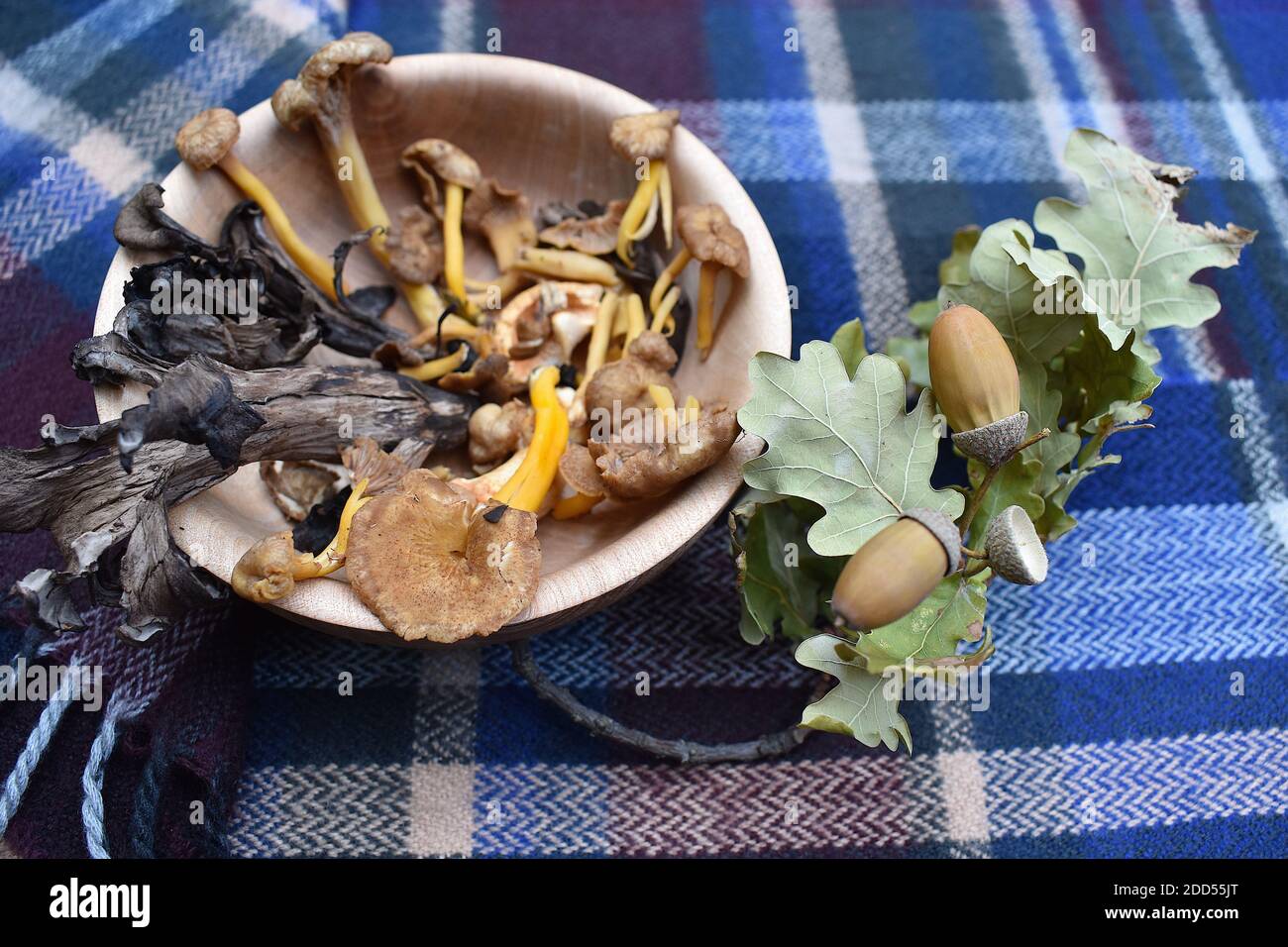 Freshly picked in Central Europe and Scotland wild mushrooms Top finds of the day include Chanterelles Pied de Mouton Trompette de la Mort or Girolles Stock Photo