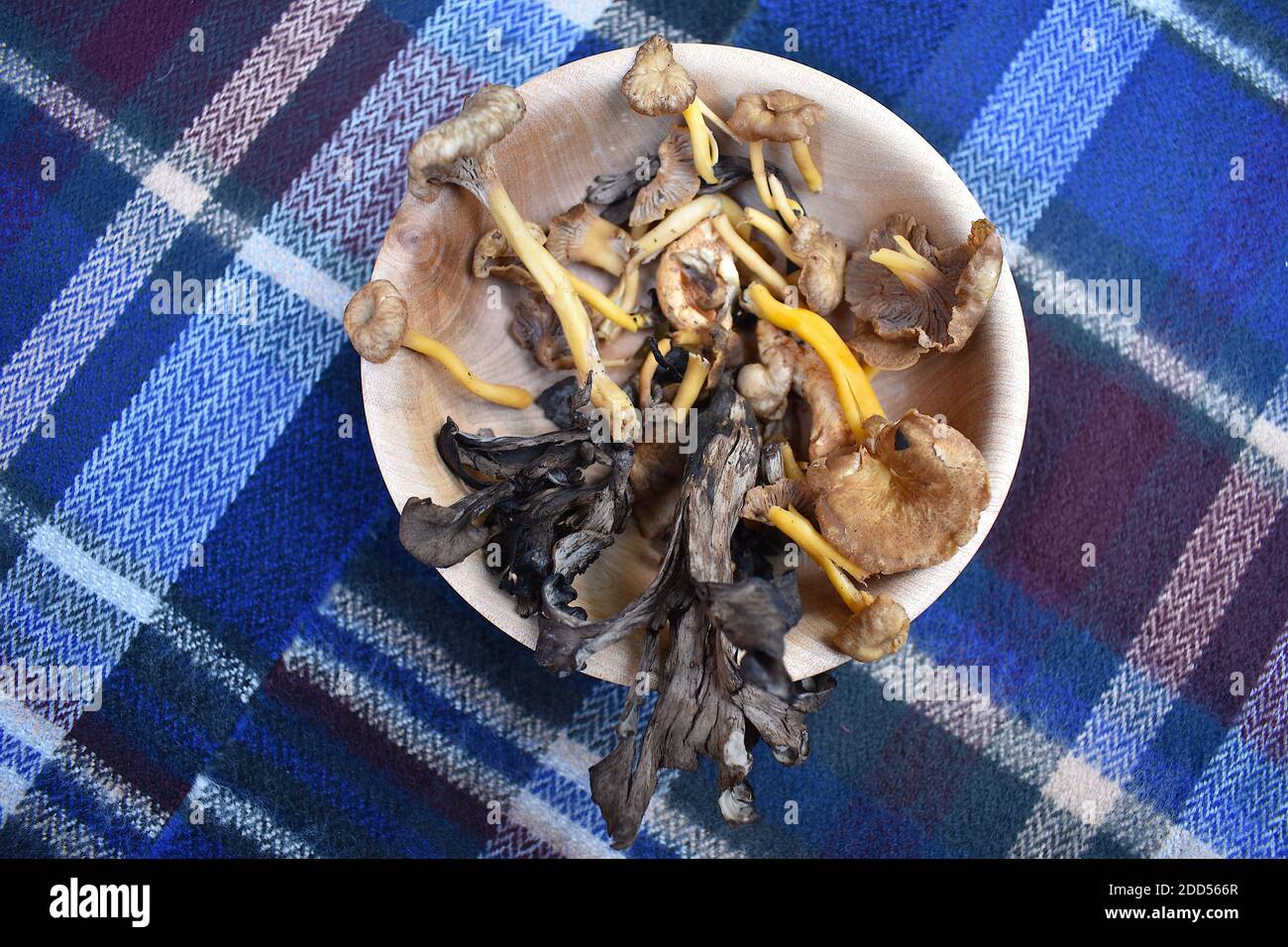 Wild north European mushrooms Long-stalked yellow Chanterelles with delicate floral flesh peppery dense Hedgehog fungus and nutty Trompette de la Mort Stock Photo