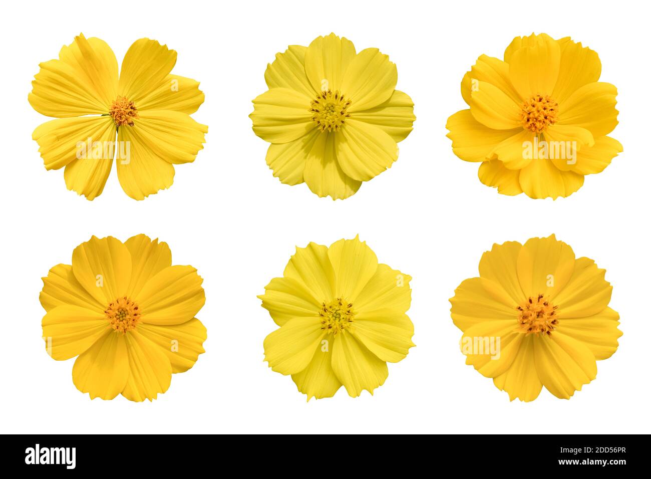 Collection of yellow cosmos flower (Coreopsideae) Isolated on white background. Object with clipping path. Stock Photo