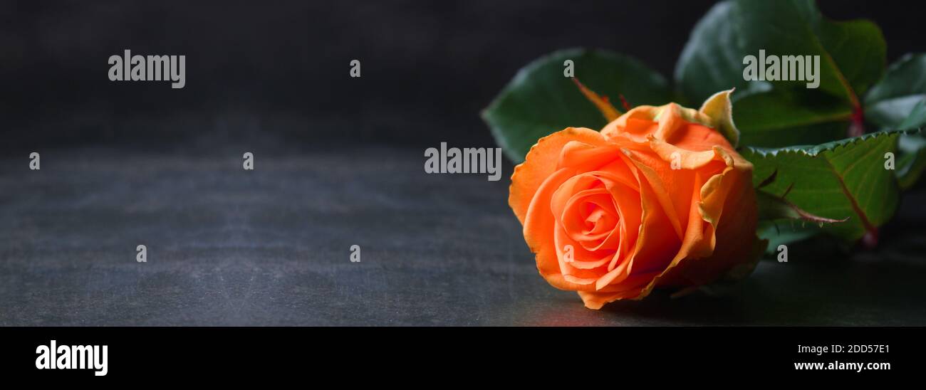 beautiful peach colour rose shot in natural light on dark background Stock Photo