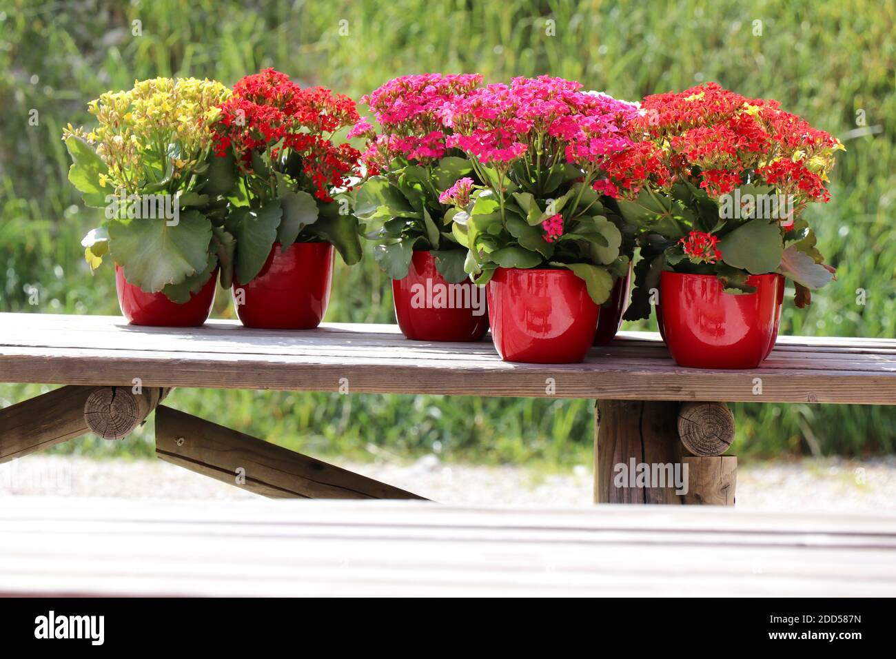 View on flowers in flowerpots in a row on a bench Stock Photo