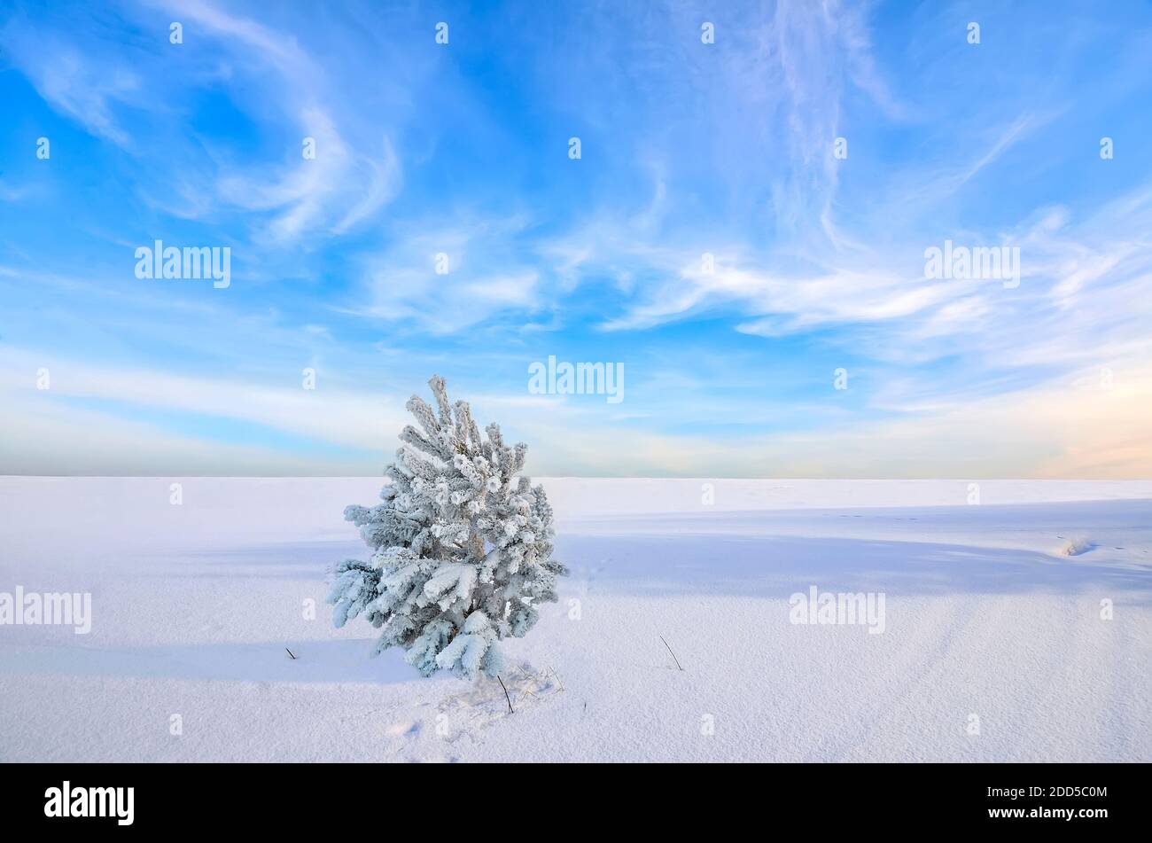Little lonely fir tree with snow and hoarfrost covered in snowy field. Frozen winter morning landscape - fairy tale of wintertime. Beautiful natural s Stock Photo