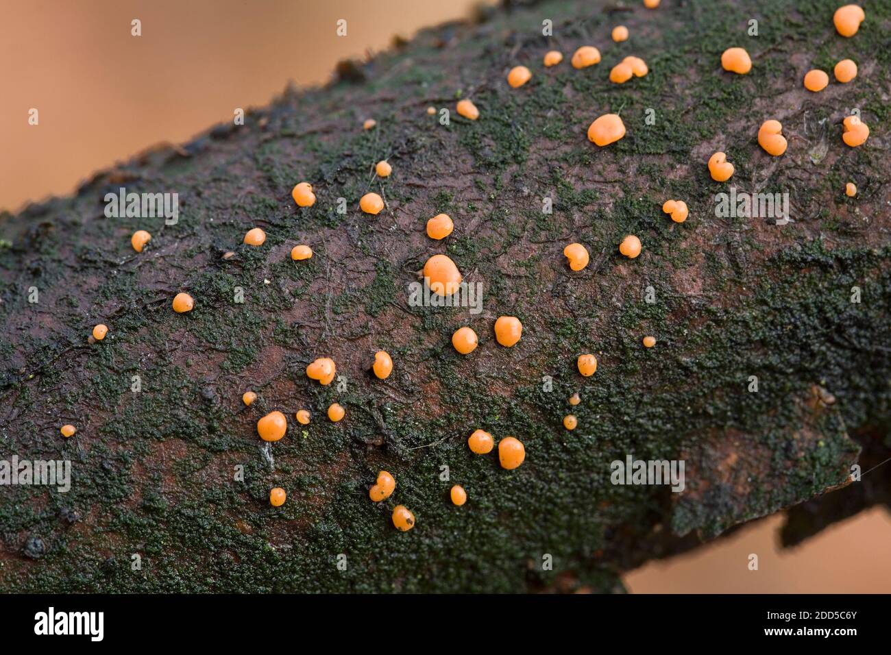 Fungus Coral spot (Nectria cinnabarina) on dead branch Stock Photo