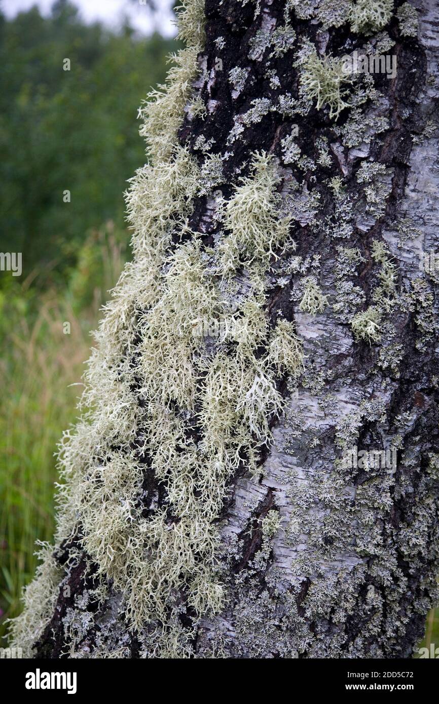 Beard lichen Usnea hirta on trunk of birch Stock Photo