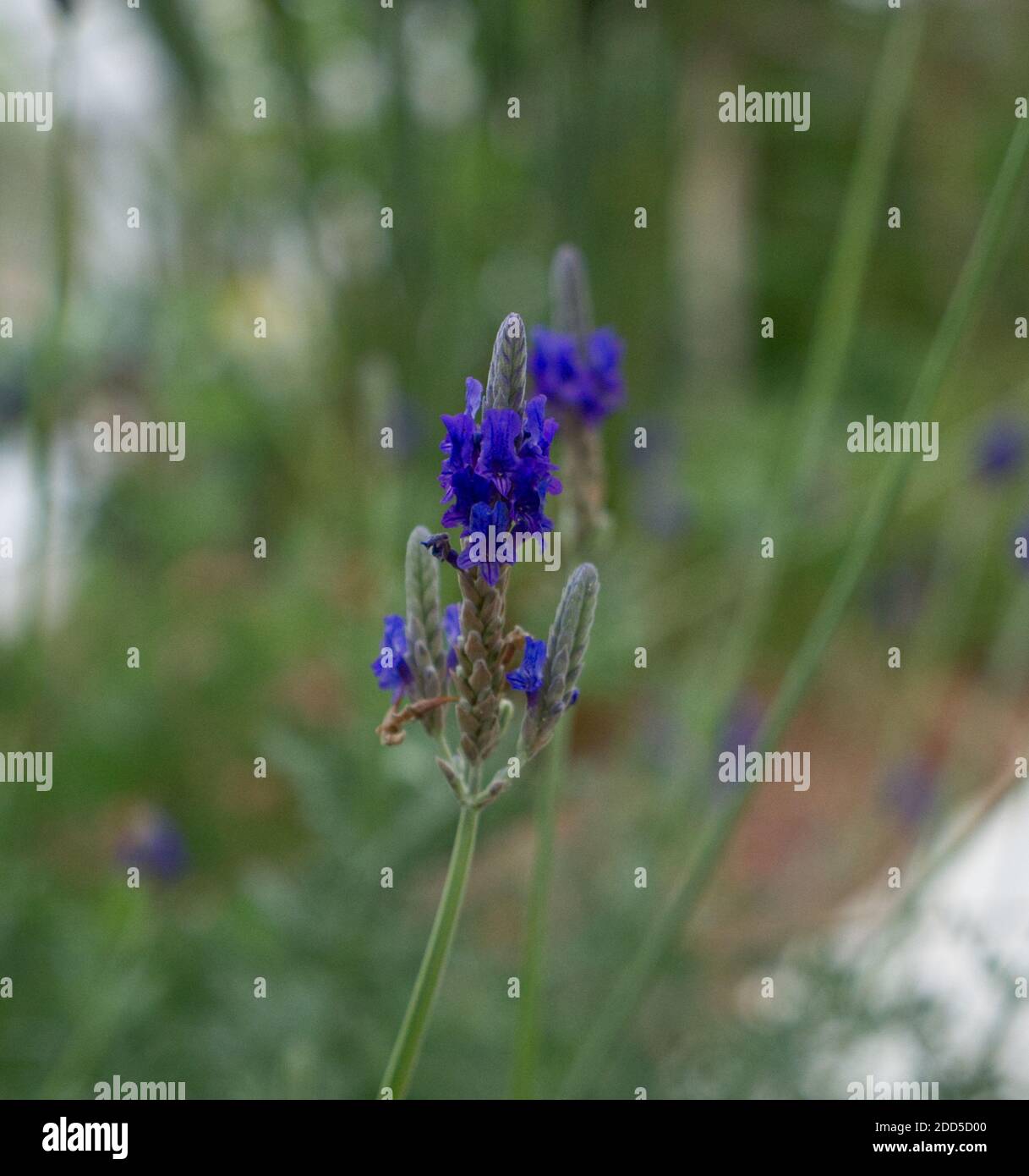 Vibrant English Lavender, Lavandula Angustifolia, Narrow Leaved, common