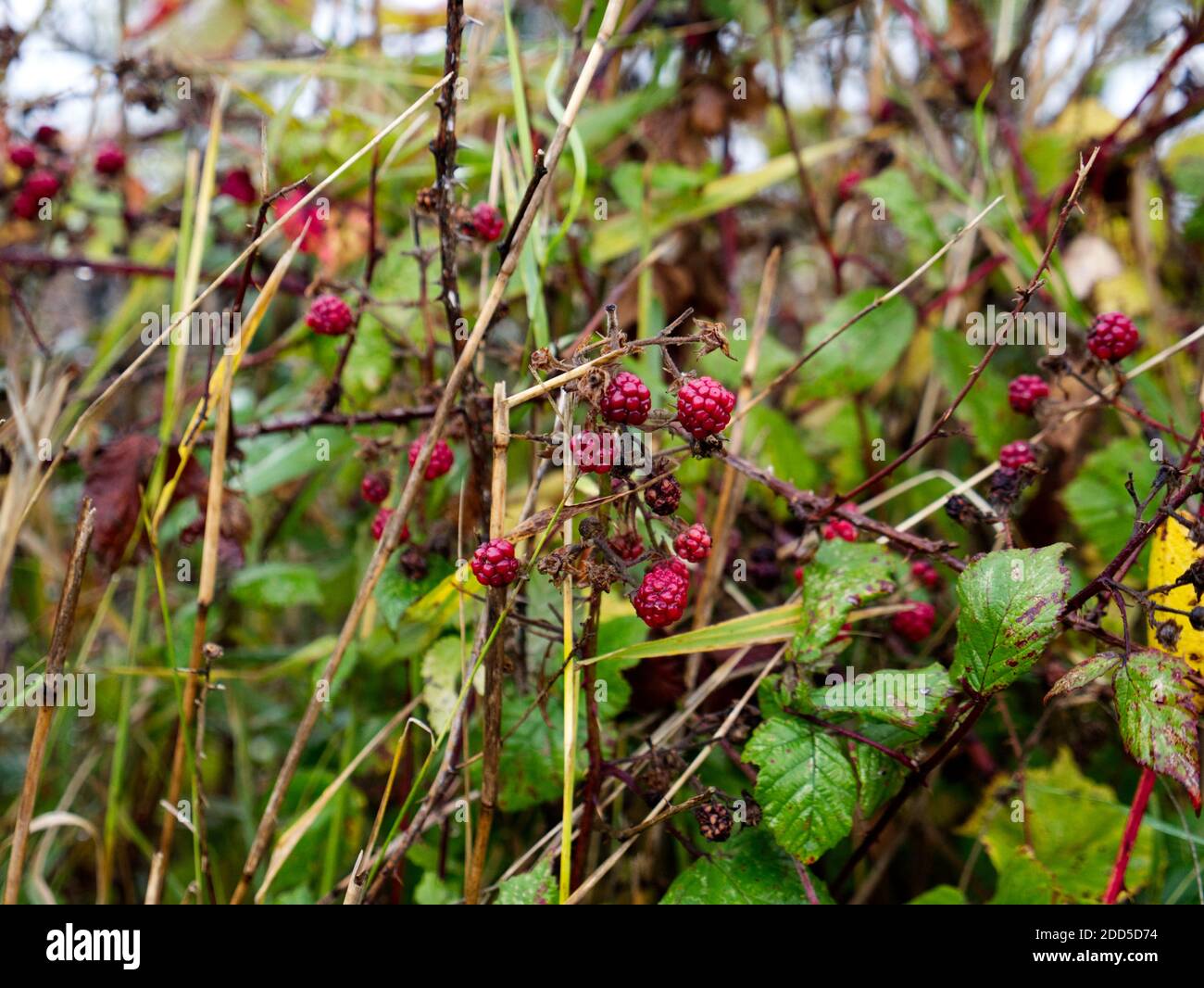 Wild Bramble bush - Raspberries and blackberries. Shrub. Open Spaces, Parkland, Woodland and Meadows. Stock Photo