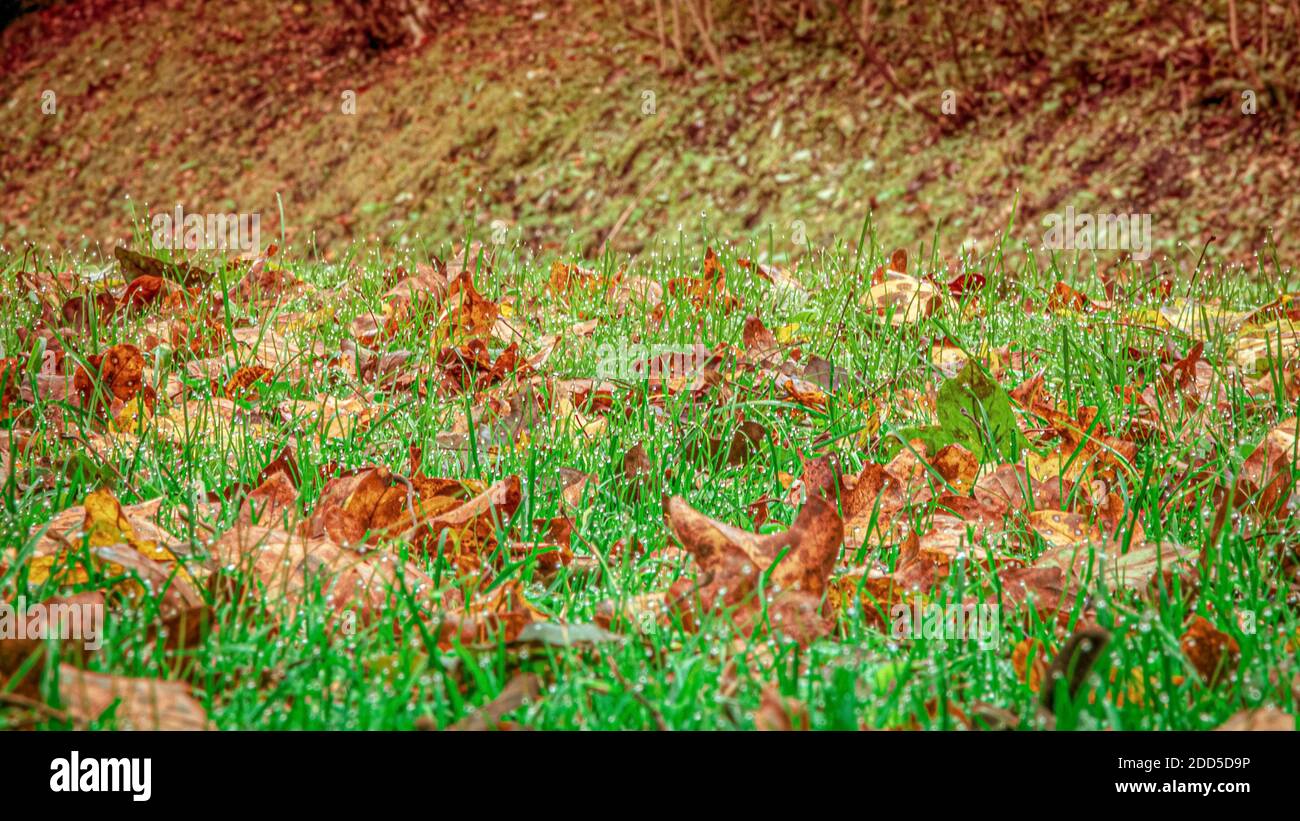 Wet grass gras hi-res stock photography and images - Alamy