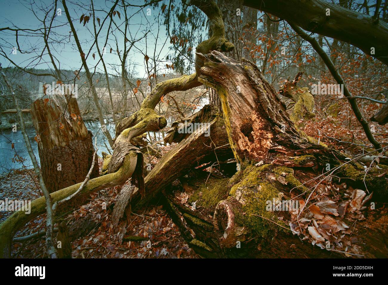 Dead tree in the forest hi-res stock photography and images - Alamy