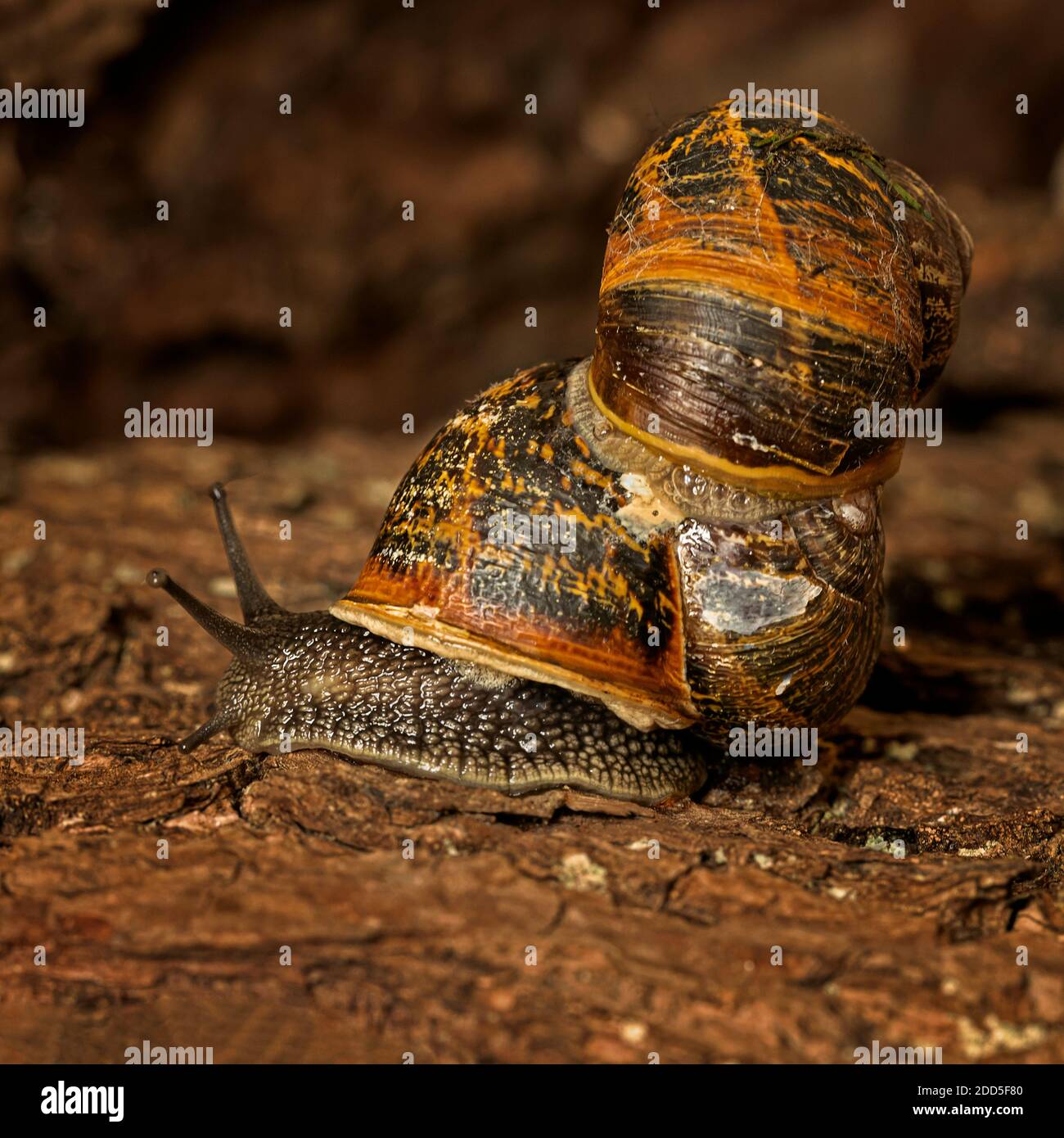 Epiphragm High Resolution Stock Photography And Images Alamy