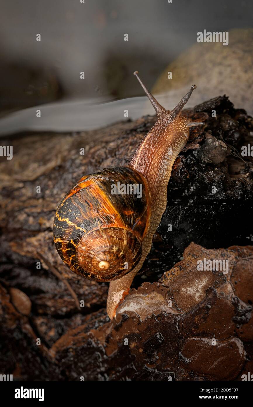 Epiphragm High Resolution Stock Photography And Images Alamy