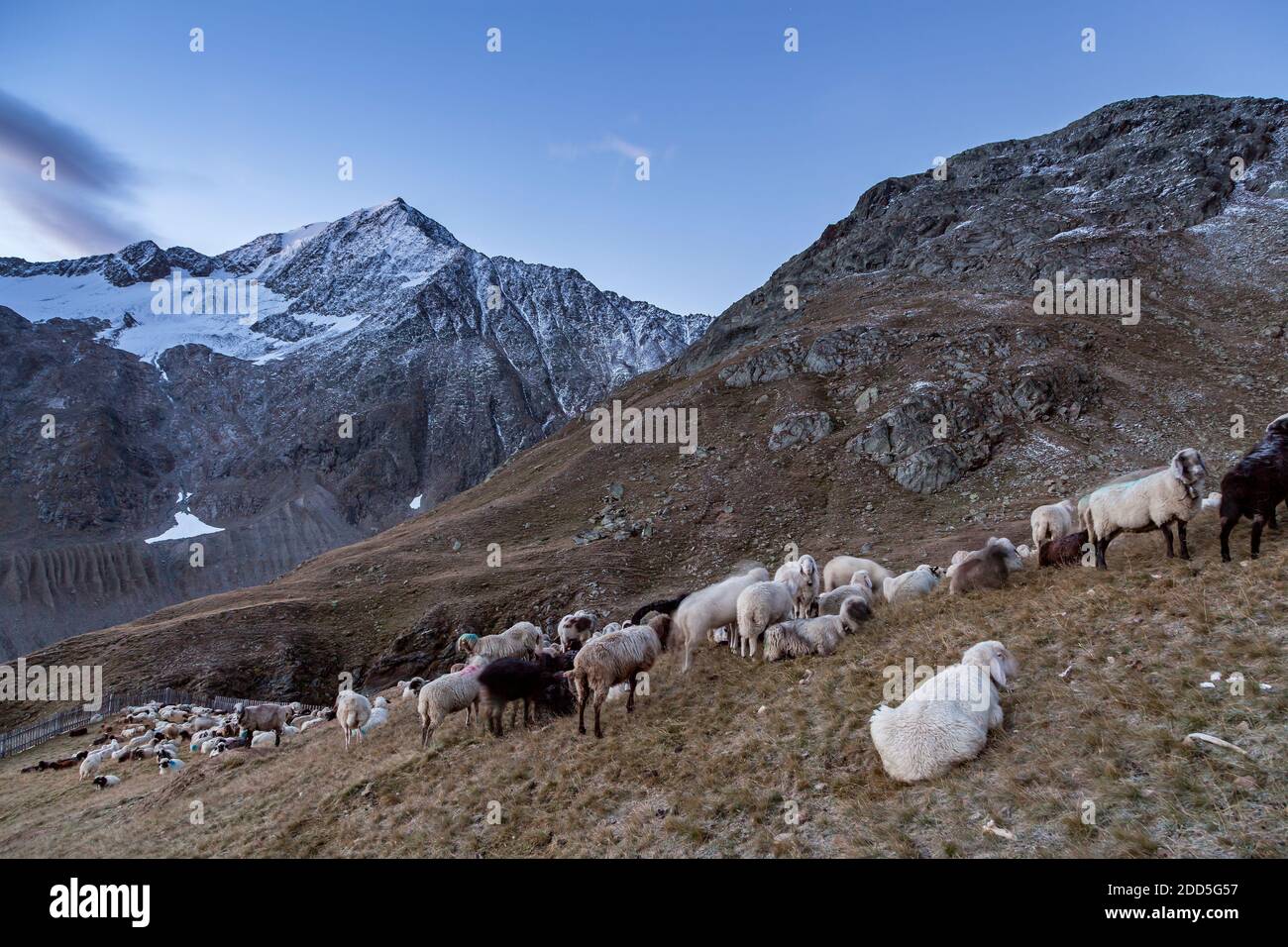 geography / travel, Austria, Tyrol, Vent, bringing down the sheeps the Schnalstal shepherd, to Martin-, Additional-Rights-Clearance-Info-Not-Available Stock Photo