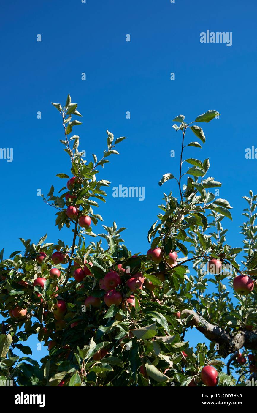 A surreal, strange, weird, unusual look at apple tree branches, with red apples, in an orchard near Ellsworth, Maine. Stock Photo