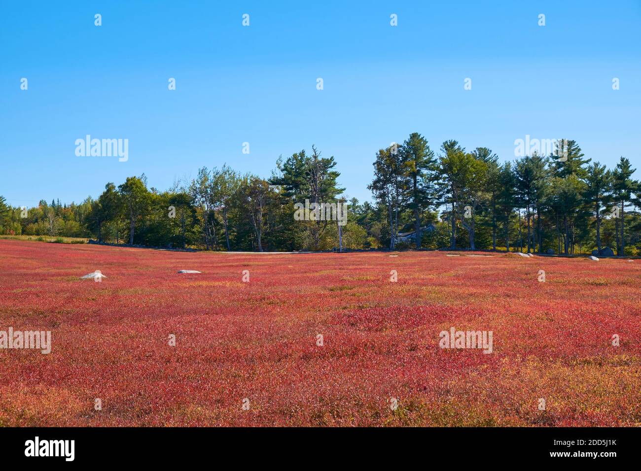 Maine Blueberry High Resolution Stock Photography and Images Alamy