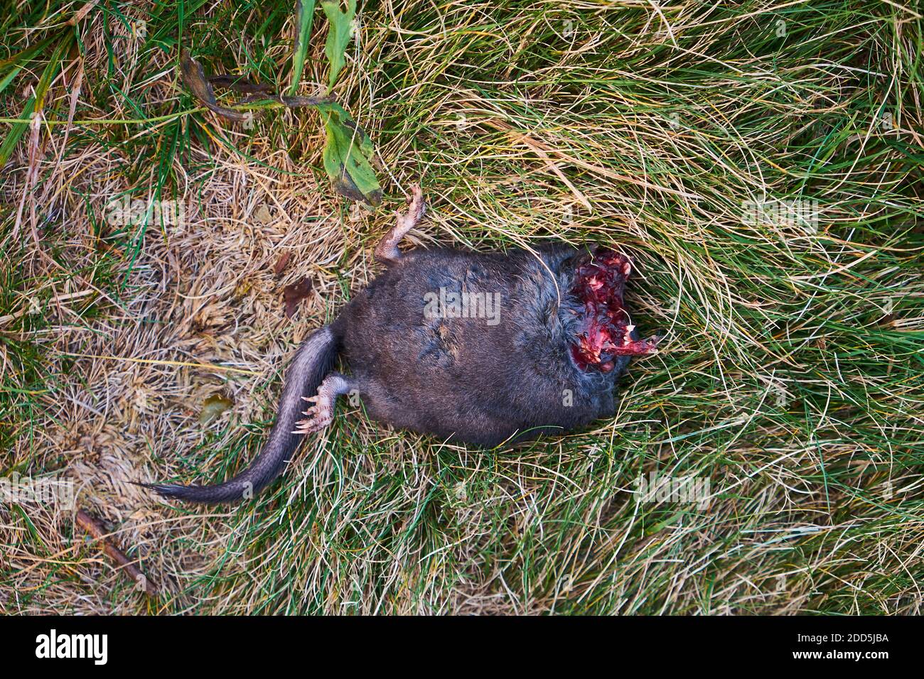 Dead animal mouse in trap, lying on green grass lawn, garden, park, outside,  backyard, summer Stock Photo - Alamy