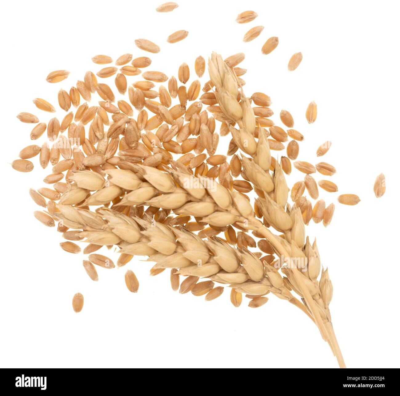 Wheat ears and grain on white background Stock Photo - Alamy