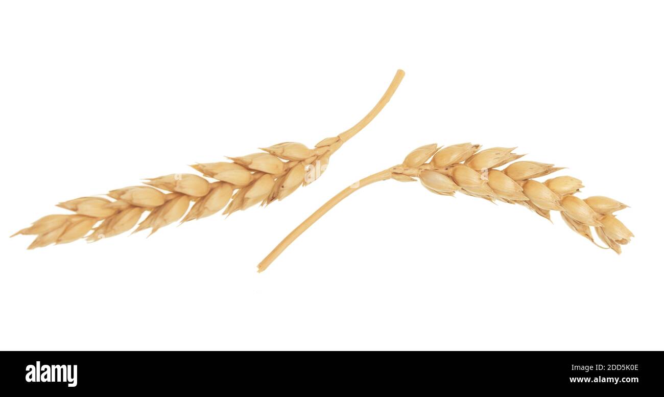 Wheat ears isolated on white background Stock Photo