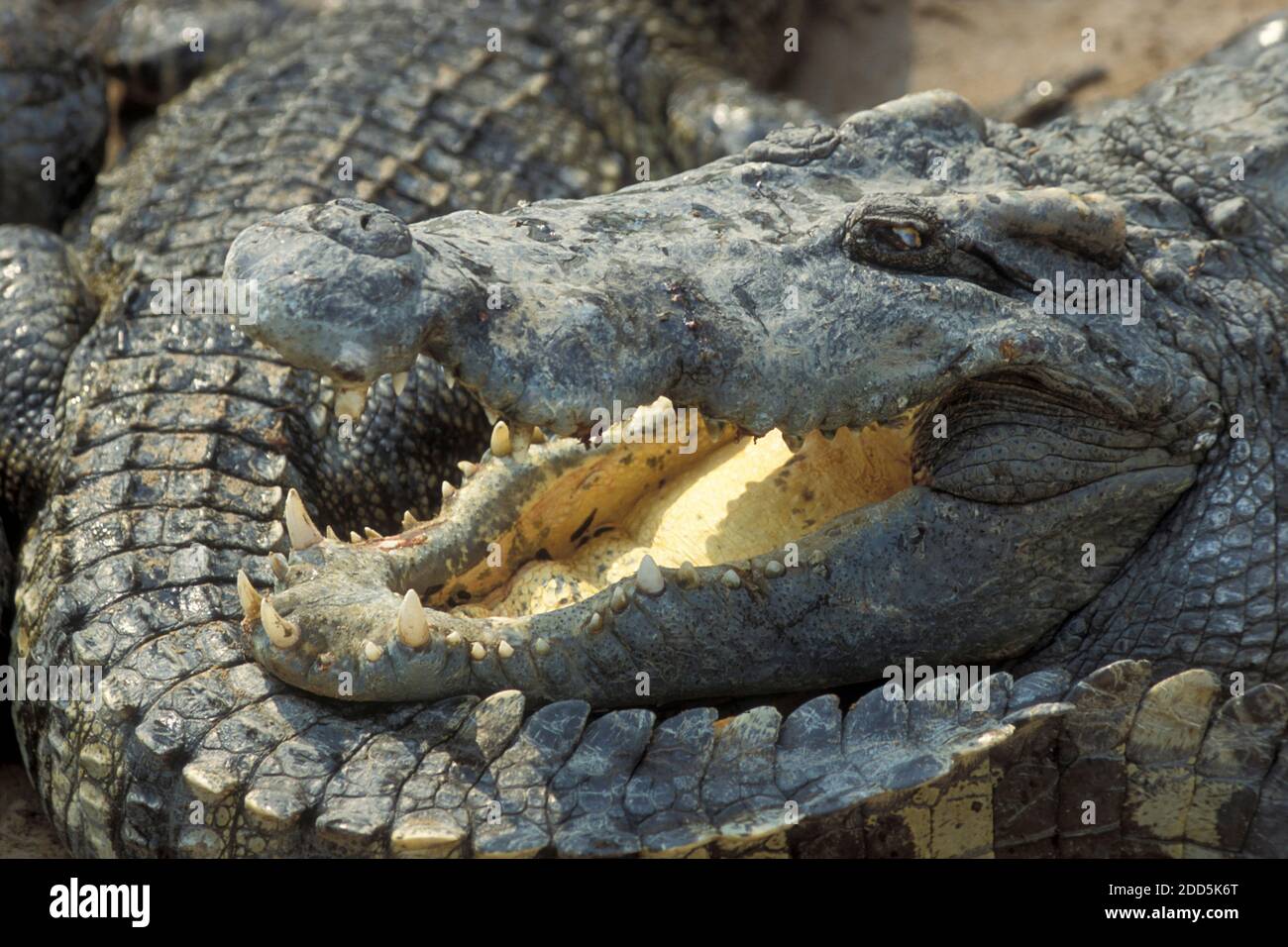 Crocodiles at a farm hi-res stock photography and images - Page 6 - Alamy