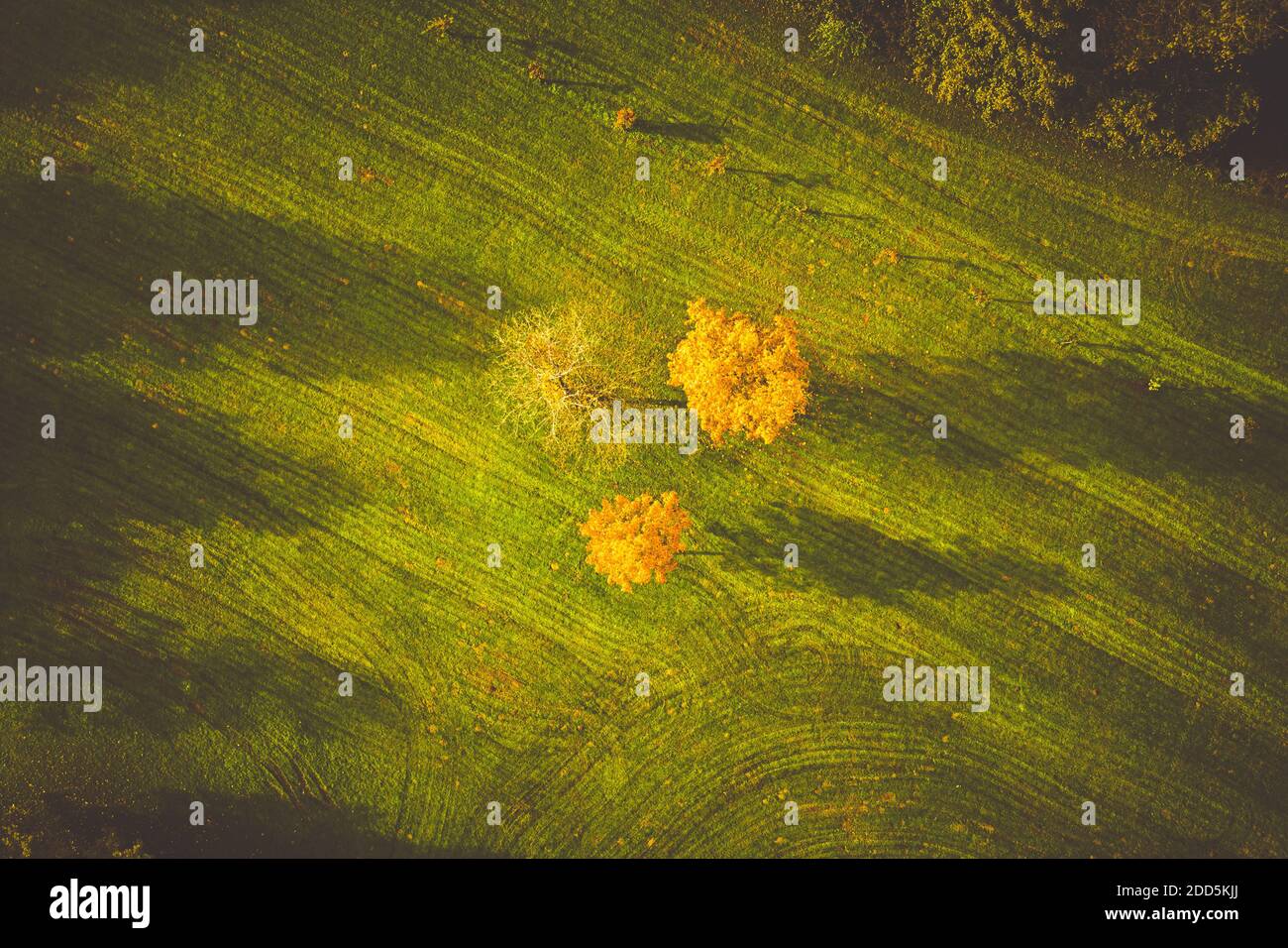Aerial view of autumn trees in park, colorful autumn theme Stock Photo ...