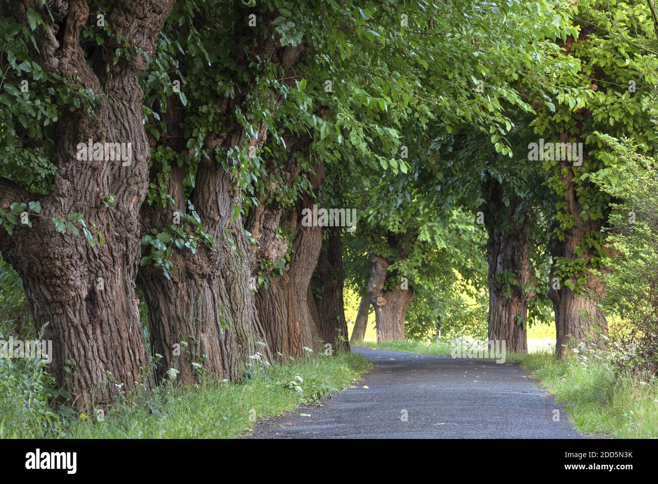 geography / travel, Germany, Hesse, Ruedesheim, avenue with mulberry trees in Ruedesheim, Upper Middle, Additional-Rights-Clearance-Info-Not-Available Stock Photo