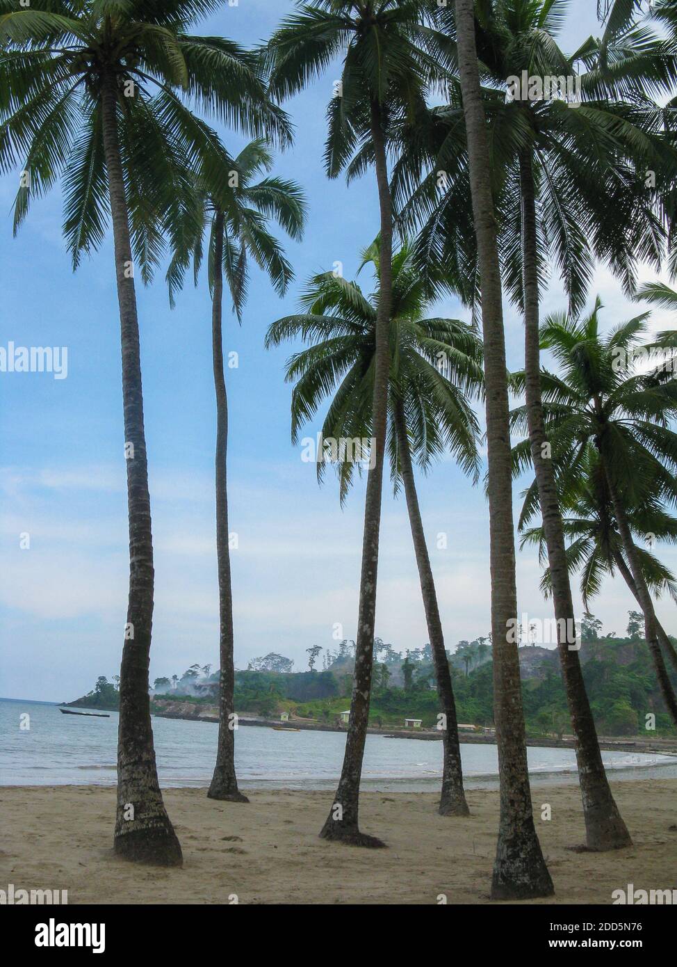 Coconut trees on the beach at Port Blair in Andaman and Nicobar Islands India Stock Photo