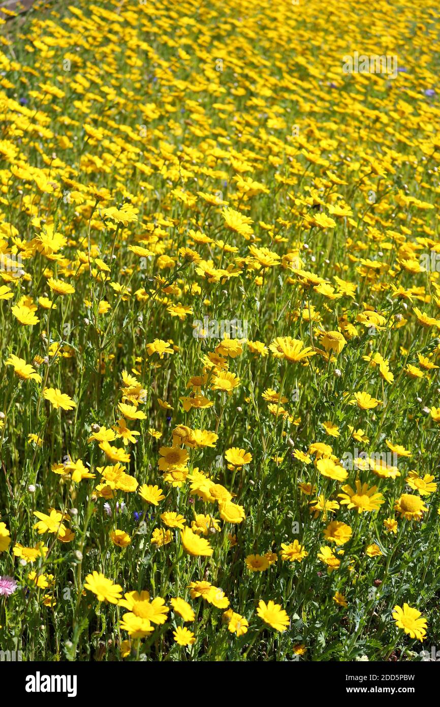A meadow of corn marigold wildflowers Stock Photo