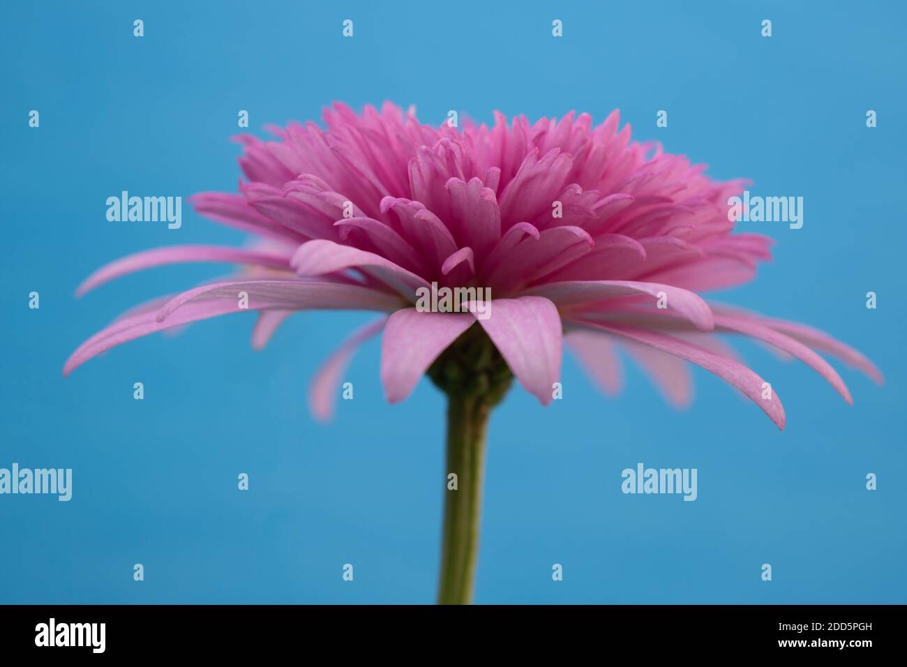 Close-up of vibrant pink chinese aster flower with open petals isolated on a blue plain background and seen from below Stock Photo