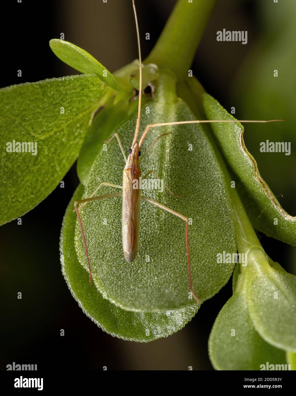 Small plant bug of the Tribe Stenodemini on a purslane leaf Stock Photo