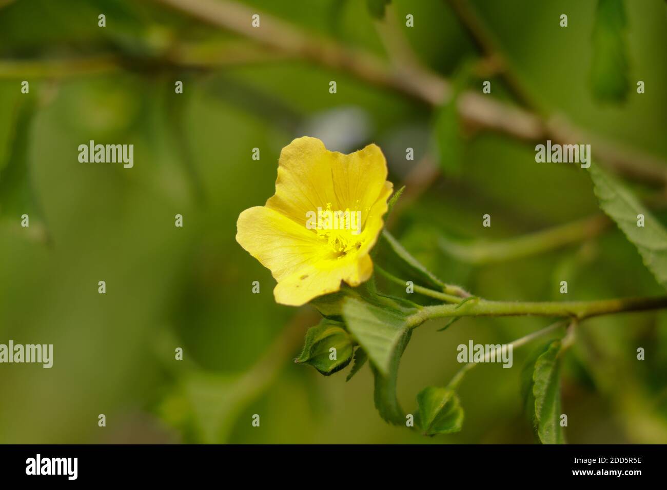 Light yellow color flower of flannel weed or Sida cordifolia, perennial sub shrub Stock Photo