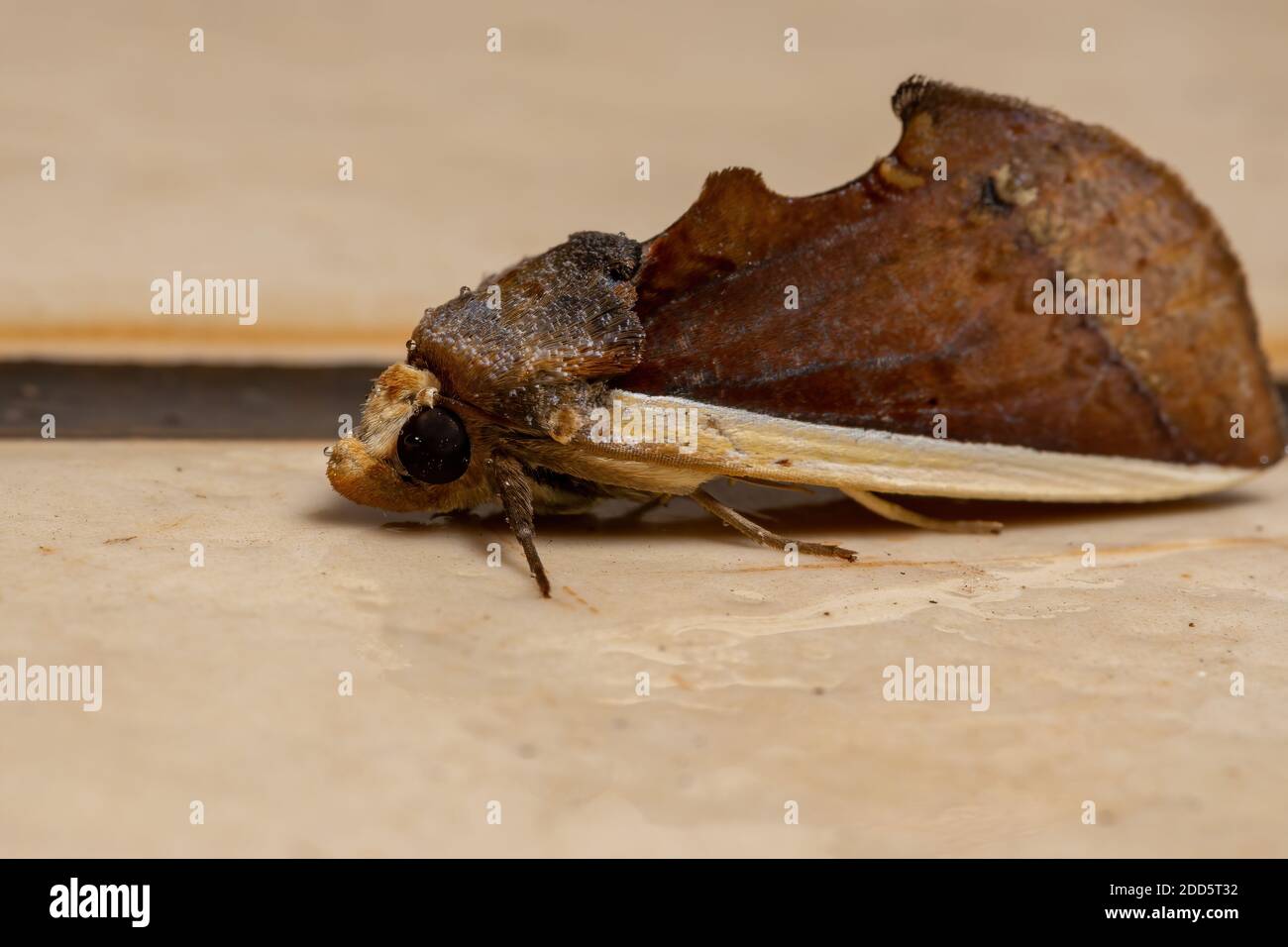 Fruit-piercing Moth of the species Gonodonta pyrgo Stock Photo