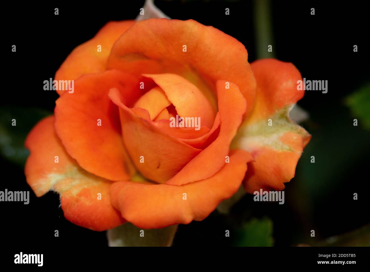An orange rose with open petals and dark background Stock Photo - Alamy