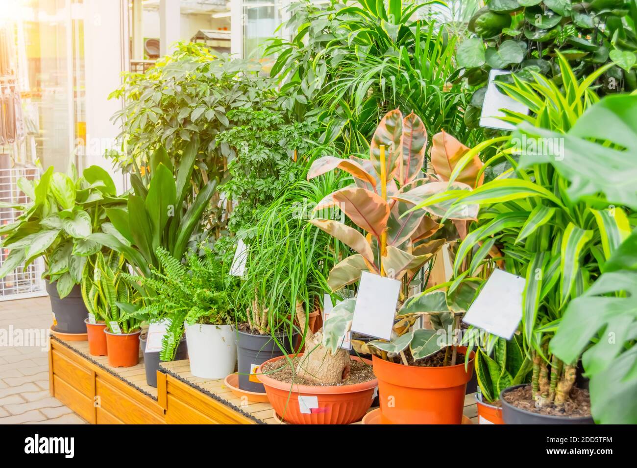 Ficus, dracaena, schefflera sansevieria and other indoor plants in a greenhouse flower shop Stock Photo