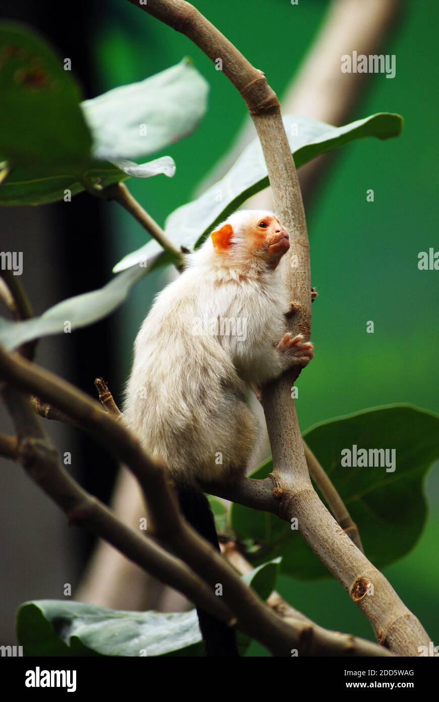 Silvery marmoset (Mico argentatus) is a New World monkey that lives in the eastern Amazon Rainforest in Brazil. Remarkable are its flesh-colored ears. Stock Photo