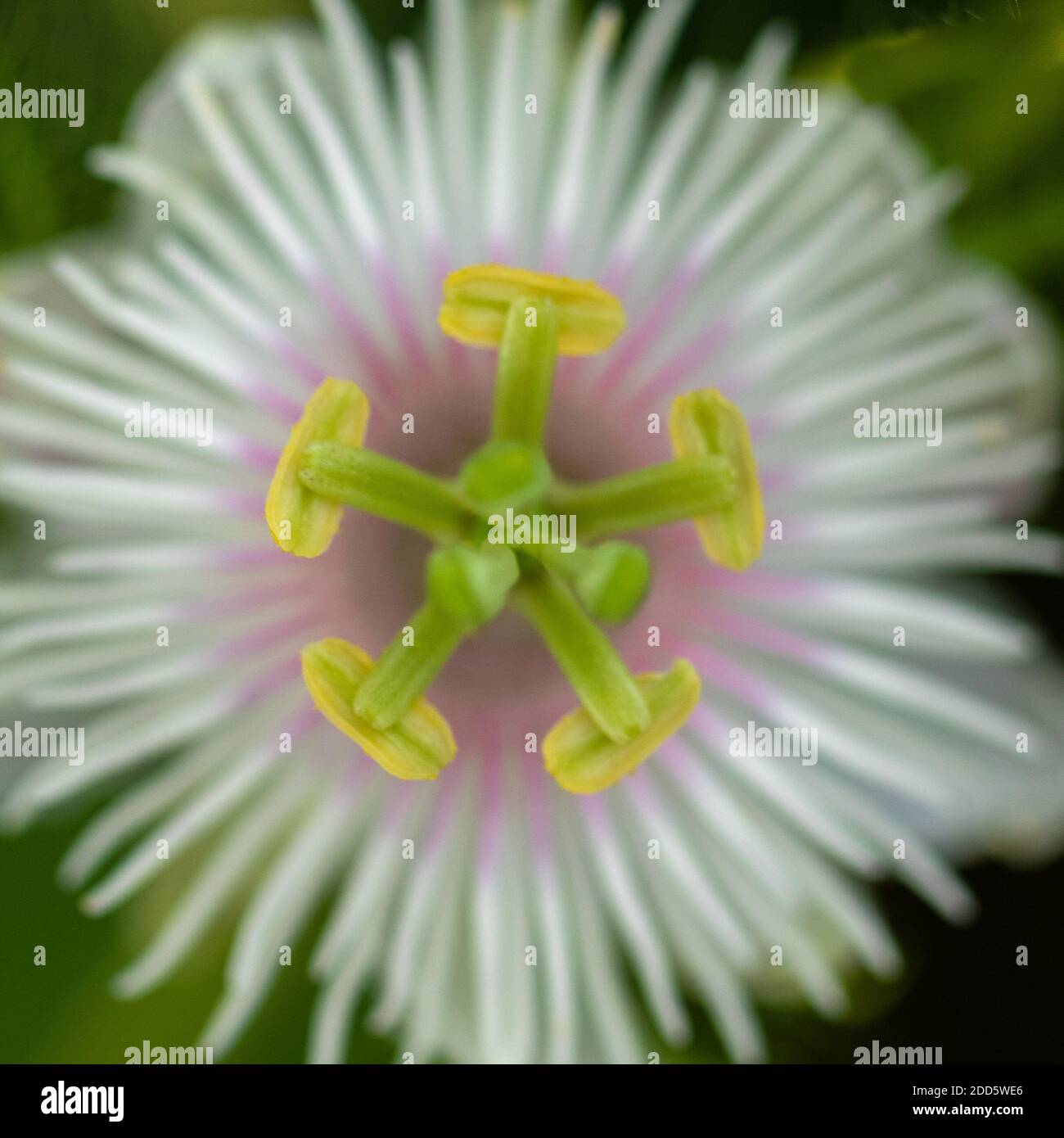 Close up Macro image of a Stinking passion flower Stock Photo