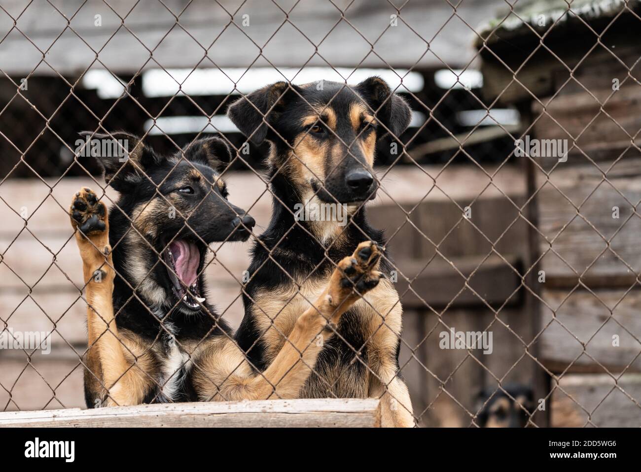 Dogs at the homeless dog shelter. Abandoned dogs Stock Photo - Alamy