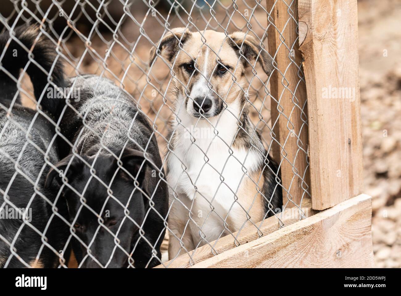 Dogs at the homeless dog shelter. Abandoned dogs Stock Photo Alamy