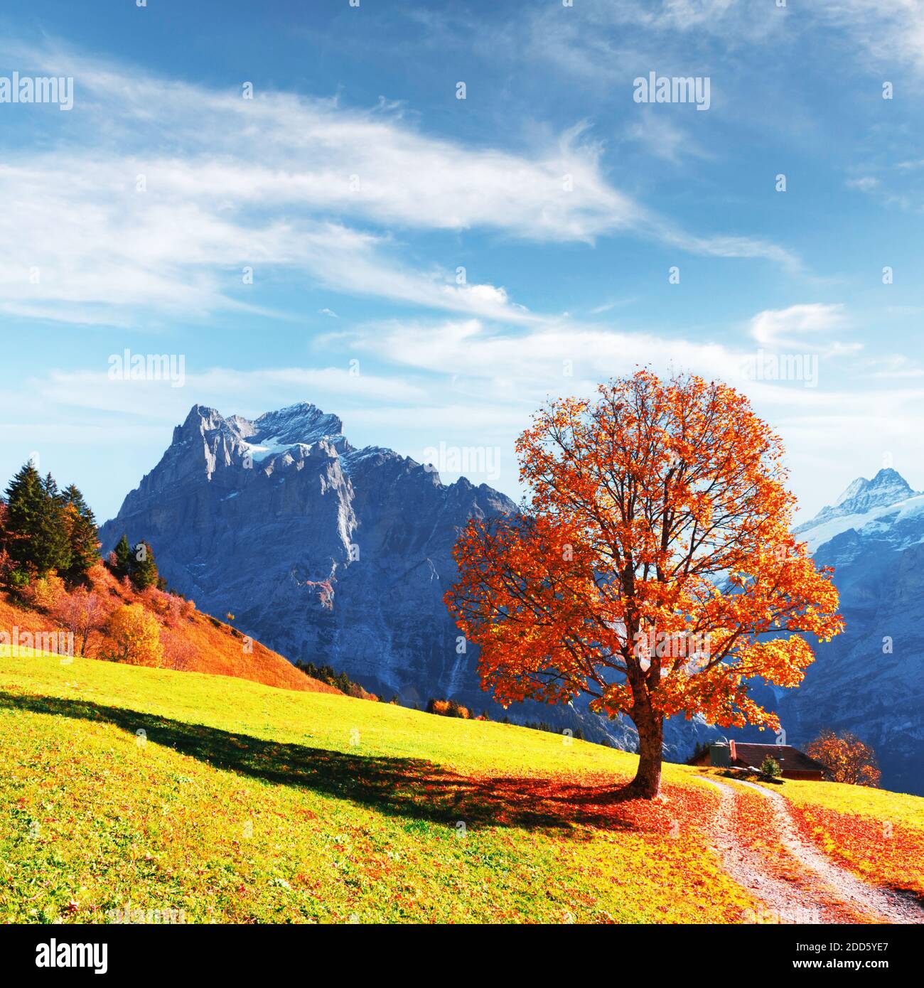 Picturesque autumn landscape with orange tree, green meadow and blue mountains in Grindelwald village in Swiss Alps Stock Photo