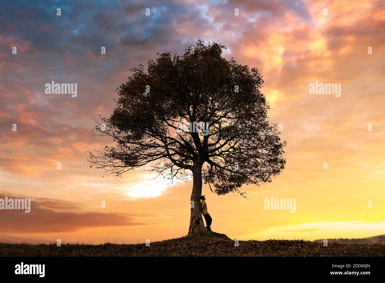Silhouette of tourist under majestic tree at evening mountains meadow at sunset. Dramatic colorful scene with clear orange sky. Landscape photography Stock Photo