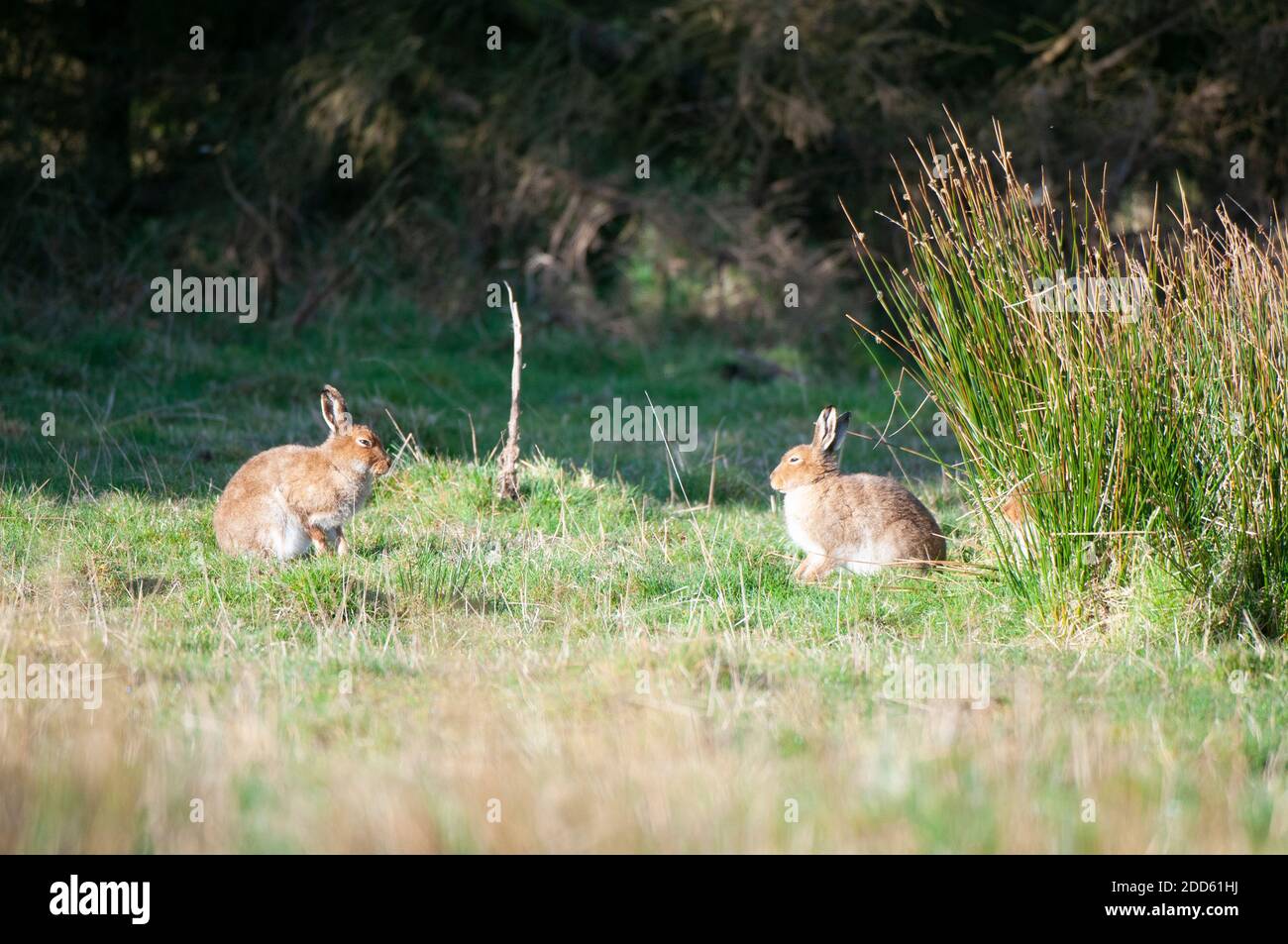 Three Irish Hares Stock Photo