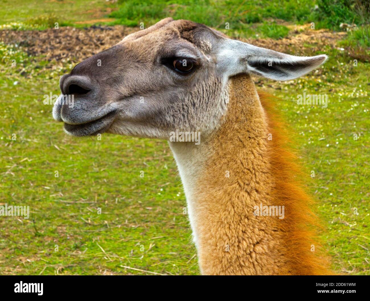 Close up of a Llama (Lama glama)  a domesticated South American camelid, widely used as a meat and pack animal by Andean cultures. Stock Photo