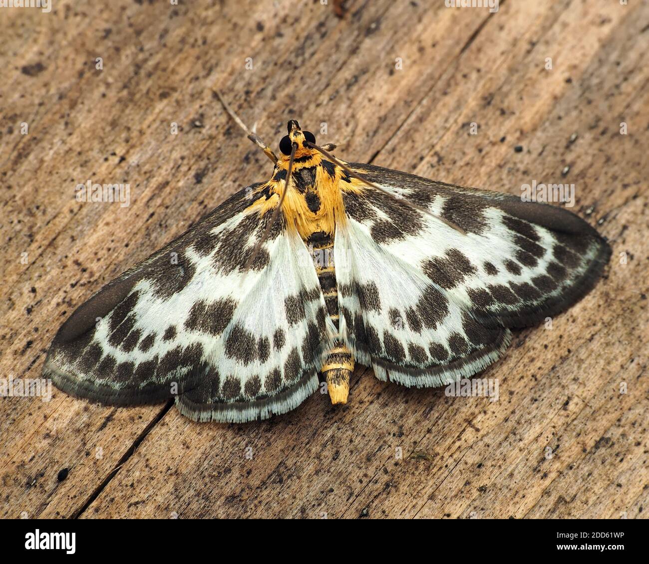 Dorsal view of Small Magpie moth (Anania hortulata). Tipperary, Ireland Stock Photo