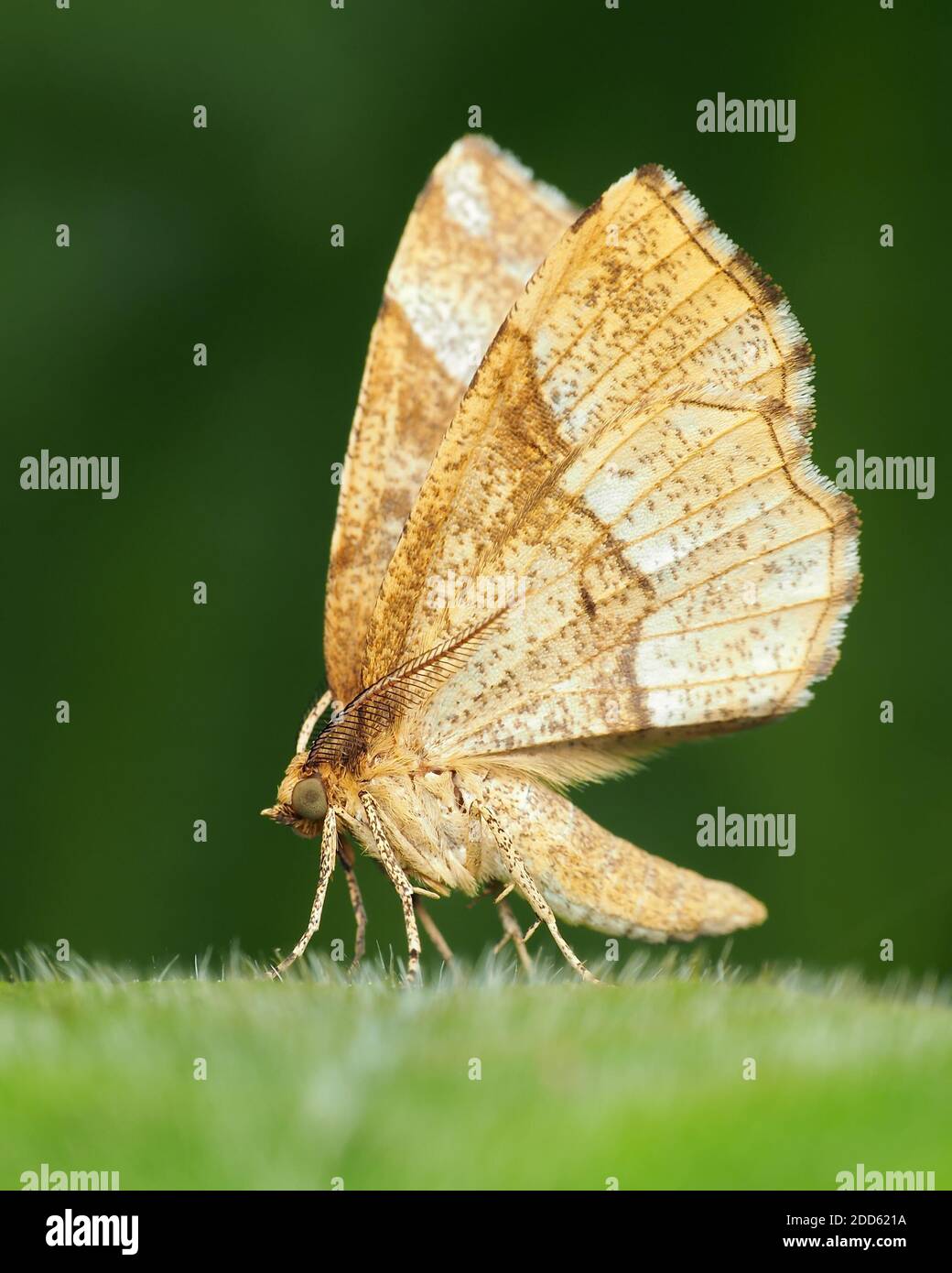 Little Thorn moth (Cepphis advenaria) perched on plant leaf. Tipperary, Ireland Stock Photo