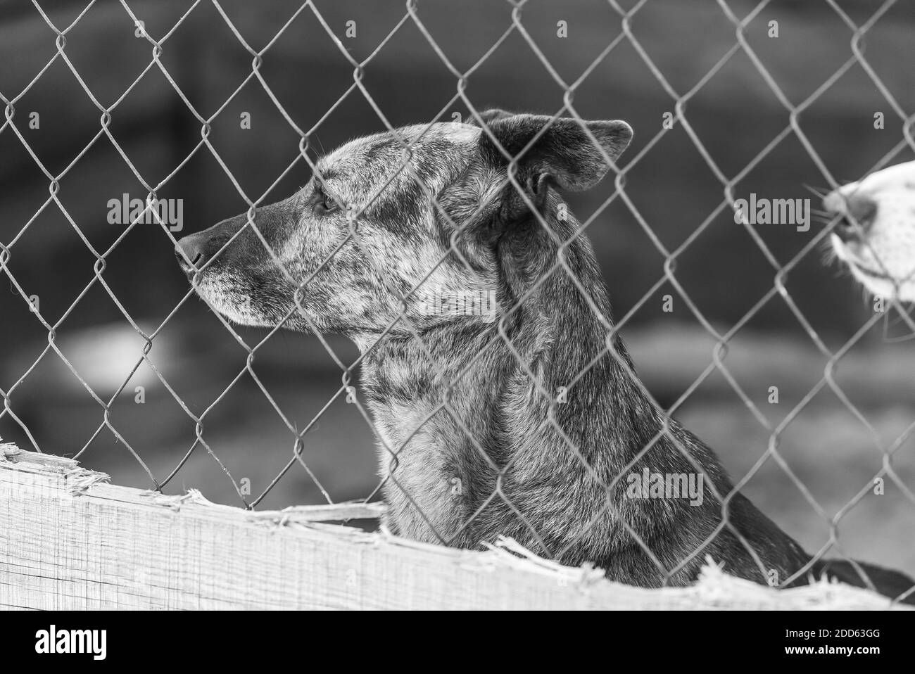 Black and white photo of homeless dog in a shelter for dogs. BW Stock