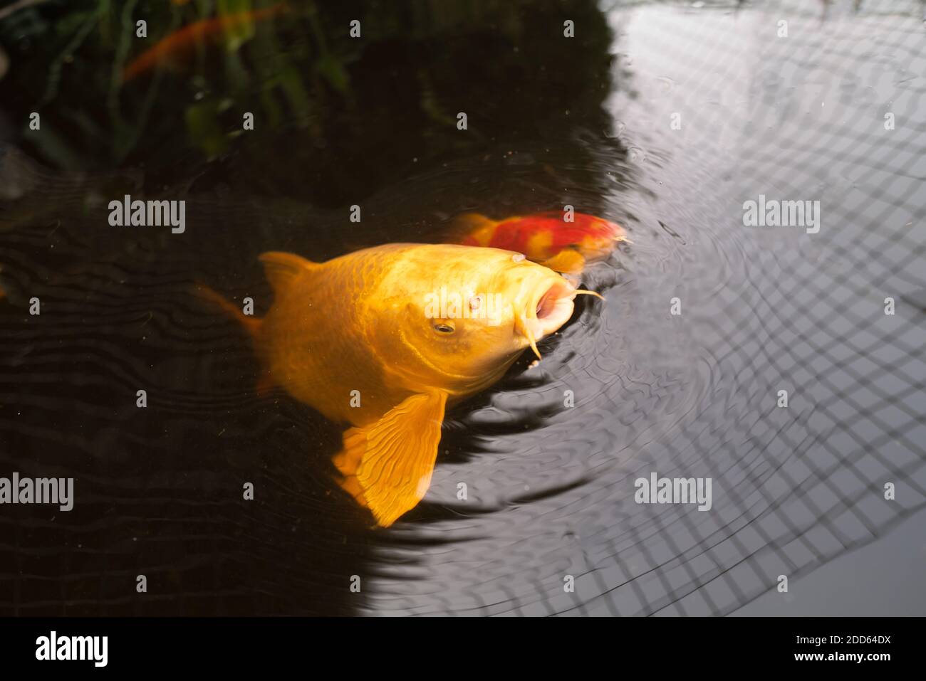 Golden Koi High Resolution Stock Photography And Images Alamy