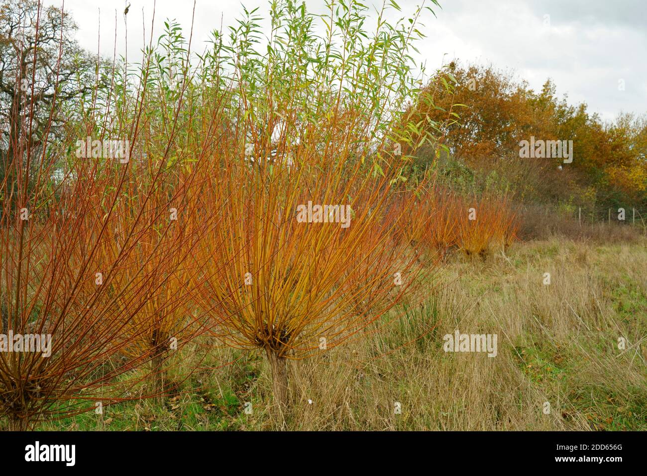 Common Osier Willow Salix viminalis growing in the UK. Stock Photo
